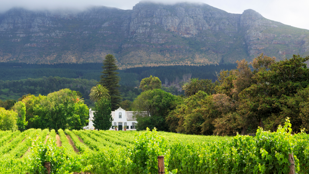 Stellanbosch Vineyard