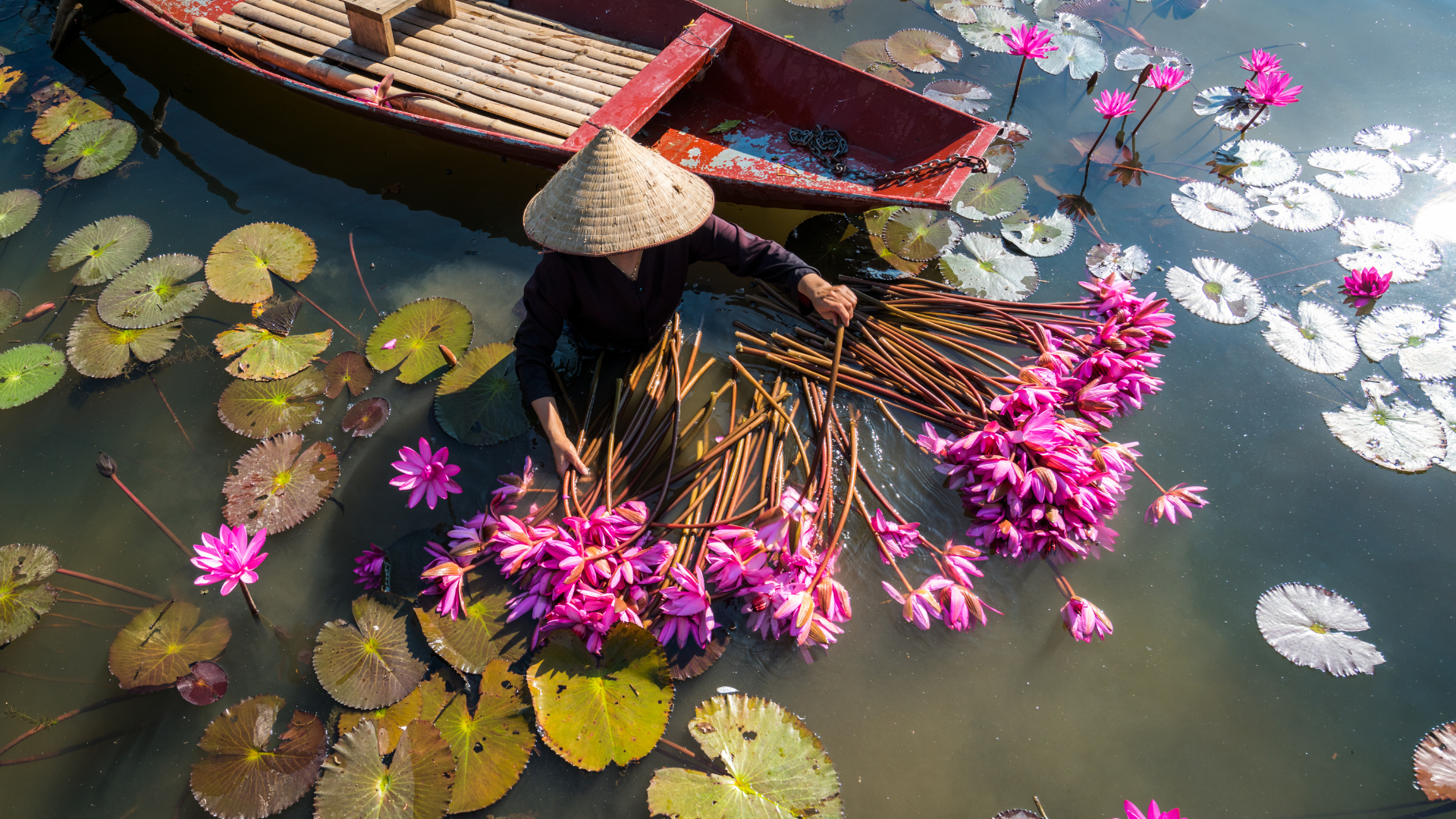 Harvesting Wasterlilies in Ninh Binh on the Yen River