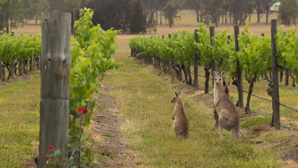 Vineyard in Yarra Valley with 2 Kangaroos